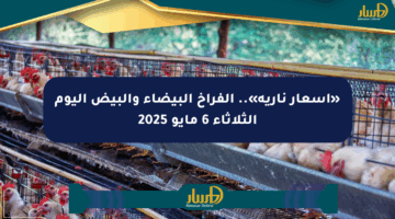 «أسعار نارية».. الفراخ البيضاء والبيض اليوم الثلاثاء 6 مايو 2025